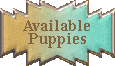 Available Puppies